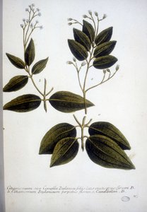 Cinnamomum Zeylanicum (سيلان Cinnamomum) - نقش على المعشبة بواسطة J.W. واينمان عام 1737.