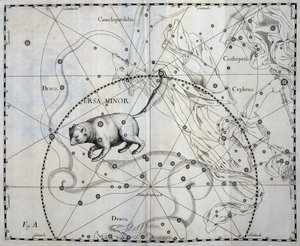 Ursa Minor ، كوكبة شمالية من Ursa Minor ، نقش من الأطلس السماوي Firmamentum Sobiescianum sive Uronographia ، بقلم يوهان هيفيليوس (1611-1687) ، غدانسك بواسطة يوهانس هيفيليوس
