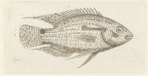 الأسماك الاستوائية Chromis epse بواسطة يوهانس لو فرانك فان بيرخي