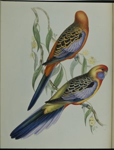 Adelaide Parakeet (Platycercus Adelaidiae) (hand-coloured litho) بواسطة جون (بعد) جولد