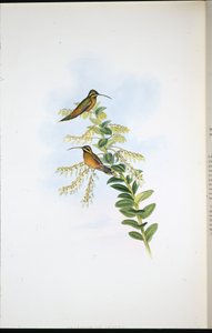Amaura Hermit (Phaethornis Amaura) (ليثو ملون يدويًا) بواسطة جون (بعد) جولد