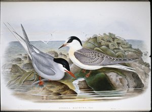 Arctic Tern (Sterna Macrura) (hand-coloured litho) بواسطة جون (بعد) جولد