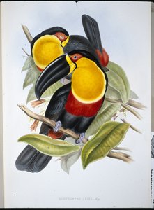 Ariel Toucan (Ramphastos Ariel) (hand-coloured litho) بواسطة جون (بعد) جولد