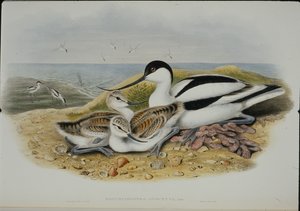 Avocet (Recurvirostra Avocetta) (ليثو ملون يدويًا) بواسطة جون (بعد) جولد