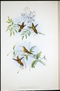Belted Hermit (Phaethornis Nigrocinctus) and Bishop hermit (Phaethornis Episcopus) (hand-coloured litho) بواسطة جون (بعد) جولد