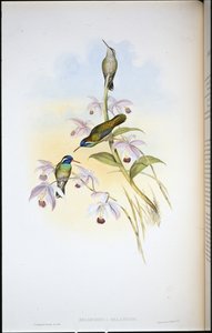 Black-eared Humming-bird (Heliopaedica Melanotis) (hand-coloured litho) بواسطة جون (بعد) جولد
