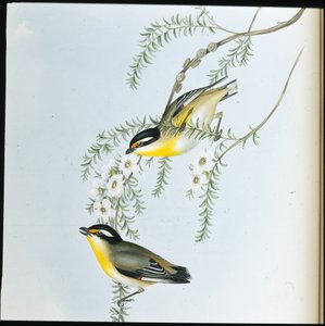Black-headed Pardalote (Pardalotus Melanocephalus) (hand-coloured litho) بواسطة جون (بعد) جولد