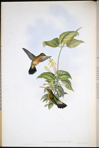 Black-tailed Hermit (Glaucis Melanura) (hand-coloured litho) بواسطة جون (بعد) جولد