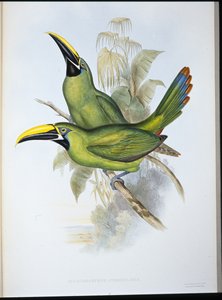Black-throated Groove-bill Toucan (Aulacoramphus Atrogularis) (hand-coloured litho) بواسطة جون (بعد) جولد