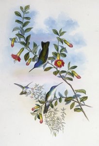 Blue-necked Azure Crown (Cyanomyia Cyanocollis) (hand-coloured litho) بواسطة جون (بعد) جولد