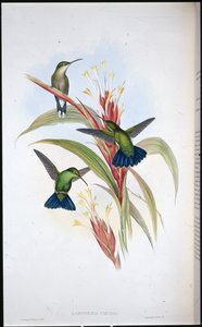 Blue-tailed Mango humming bird (Lampornis Viridis) (hand-coloured litho) بواسطة جون (بعد) جولد