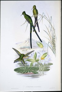 Blue-tailed Sylph (Cynanthus Cyanurus) (hand-coloured litho) بواسطة جون (بعد) جولد