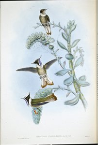 Blue-throated Hlemte Crest (Oxypogon Cyanolaemus) (hand-coloured litho) بواسطة جون (بعد) جولد