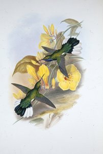 Blue-throated Sabre-wing (Campylopterus Ensipennis) (hand-coloured litho) بواسطة جون (بعد) جولد