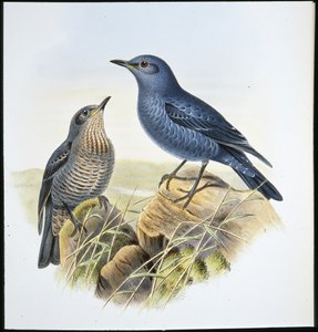 Blue Rock Thrush (Petrocossyphus Cyanus) (hand-coloured litho) بواسطة جون (بعد) جولد