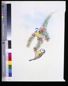 Blue Tit (Parus Caeruleus) (حجر ملون يدويًا) بواسطة جون (بعد) جولد