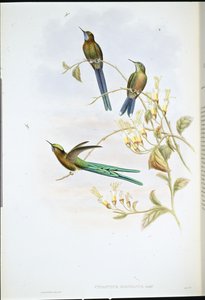 Bolivian Sylph (Cynanthus Bolivianus) (hand-coloured litho) بواسطة جون (بعد) جولد