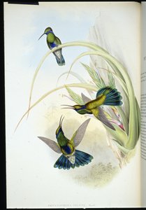 Bolivian Violet-ear (Petasophora Iolata) (hand-coloured litho) بواسطة جون (بعد) جولد