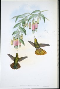Brassy Tail (Metallura Aeneicauda) (hand-coloured litho) بواسطة جون (بعد) جولد