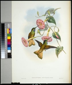 Buff-tailed Star-frontlet (helianthea osculans) (hand-coloured litho) بواسطة جون (بعد) جولد