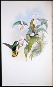 Buff-tailed Velvet-breast (Lafresnaya Flavicaudata) (hand-coloured litho) بواسطة جون (بعد) جولد