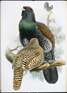 Capercailzie (Tetrao Urogallus) (hand-coloured litho) بواسطة جون (بعد) جولد