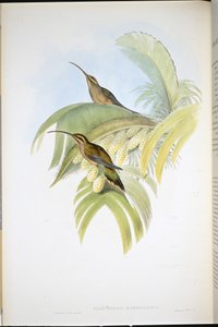 Cayenne Hermit (Phaethornis Superciliosus) (hand-coloured litho) بواسطة جون (بعد) جولد