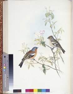 Chaffinch (Fringilla Caelebs) (hand-coloured litho) بواسطة جون (بعد) جولد