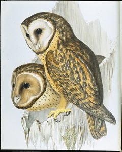 Chestnut faced Owl (Strix Castanops) (hand-coloured litho) بواسطة جون (بعد) جولد