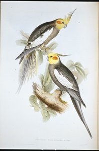 Cockatoo Parakeet (Nymphicus Novae-Hollandiae ) (hand-coloured litho) بواسطة جون (بعد) جولد
