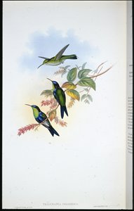 Columbian Panoplites / Coulmbian Wood-nymph (Thalurania Colombica) (hand-coloured litho) بواسطة جون (بعد) جولد
