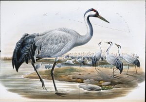 Common Crane (Grus Cinerea0 (hand-coloured litho) بواسطة جون (بعد) جولد