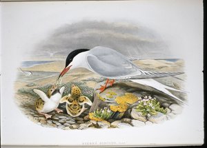 Common Tern (Stera Hirundo) (hand-coloured litho) بواسطة جون (بعد) جولد