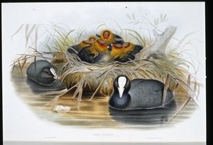 Coot (Fulica Atra) (ليثو ملون يدويًا) بواسطة جون (بعد) جولد