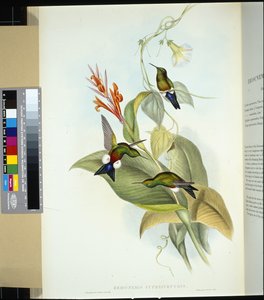 Coppery-bellied Puff Leg (eriocnemis cupreiventris) (hand-coloured litho) بواسطة جون (بعد) جولد