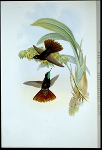 Coppery-tail (Metallura Cupreicauda) (hand-coloured litho) بواسطة جون (بعد) جولد