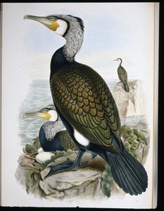 Cormorant (Phalacrocorax Carbo) (hand-coloured litho) بواسطة جون (بعد) جولد