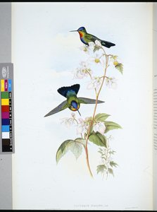 كوستاريكا الطائر الطنان (Panterpeinsignis) (ليثو ملون يدويًا) بواسطة جون (بعد) جولد