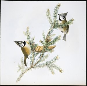 Crested Tit (Parus Cristatus) (hand-coloured litho) بواسطة جون (بعد) جولد