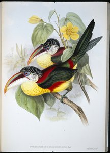 حليقة متعرجة أراكاري (Pteroglossus Beauharnaisi) (ليثو ملون يدويًا) بواسطة جون (بعد) جولد