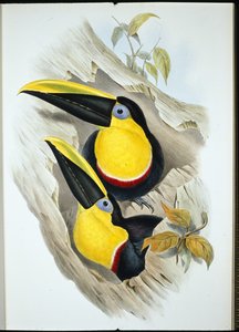 Doubtful Toucan (Ramphastos Ambiguus) (hand-coloured litho) بواسطة جون (بعد) جولد