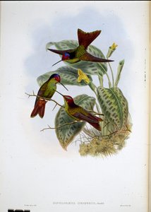 Ecuadorean Rainbow (Diphlogaena Hesperus) (hand-coloured litho) بواسطة جون (بعد) جولد