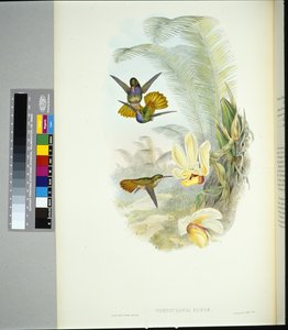ذيل إليسيا الذهبي (chrysuronia eliciae) (ليثو ملون يدويًا) بواسطة جون (بعد) جولد