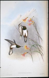 طائر طائر إستيلا ذو نجوم التل (Oreotrochilus Estella) (ليثو ملون يدويًا) بواسطة جون (بعد) جولد