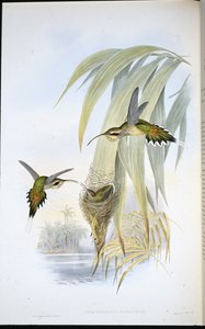 Eurynome Hermit (Phaethornis Eurynome) (hand-coloured litho) بواسطة جون (بعد) جولد