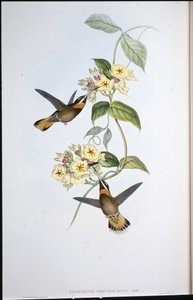 الطائر الطنان ذو الذيل الشائك (Threnetes Cervinicauda) (ليثو ملون يدويًا) بواسطة جون (بعد) جولد