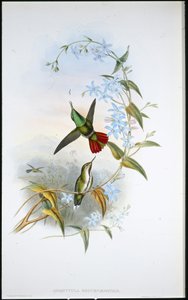 Fiery-tailed Avocet (Avocettula Recurvirostris) (hand-coloured litho) بواسطة جون (بعد) جولد