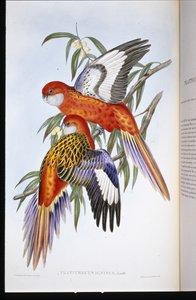 Fiery Parakeet (platycercus ignitus) (hand-coloured litho)