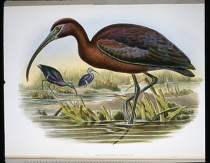 Glossy Ibex (Falcinellus Igneus) (coloured engraving) بواسطة جون (بعد) جولد