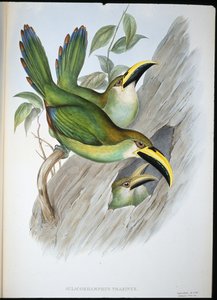 Golden-green Groovebill Toucan (Aulacoramphus Prasinus) (hand-coloured litho) بواسطة جون (بعد) جولد